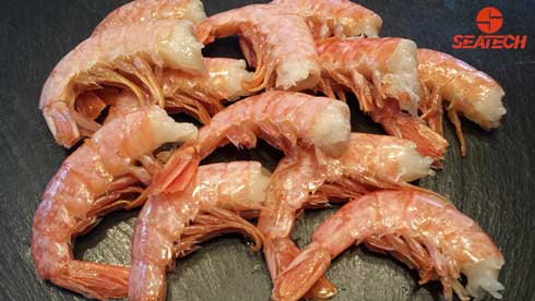 A photograph of Argentine red shrimp headless shell-on (HLSO).