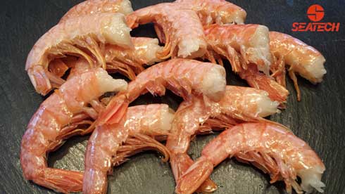 A photograph of Argentine red shrimp headless shell on