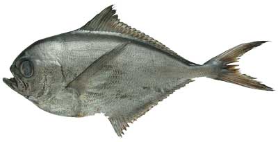 A photograph of a whole chilean pomfret.