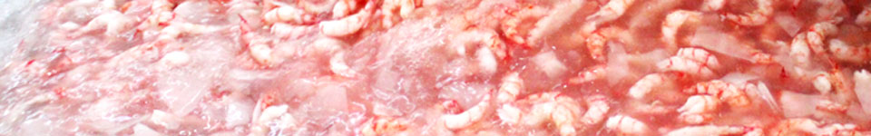 A photograph of handp peeled Chilean shirmp meat that have beenplaced in a rinse tank.
