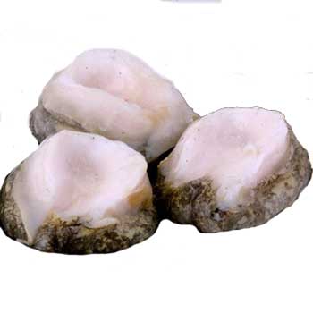 A photograph of Chilean loco meat which is similar to abalone.