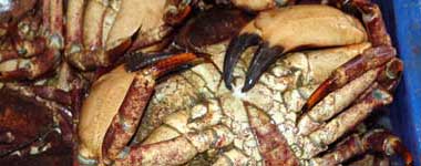 A photograph of live Chilean crab in totes.