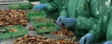 A photograph of workers processing chilean crab meat at a stainless steel table wearhing blue gloves and green plastic jackets.