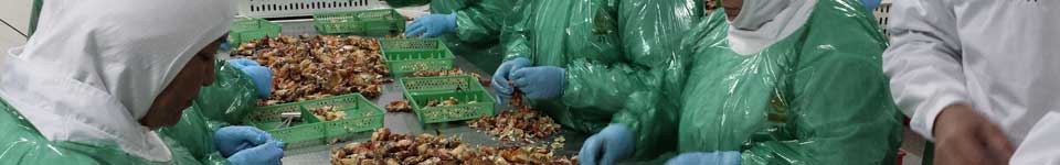 A photograph of workers processing Chilean crab meat.