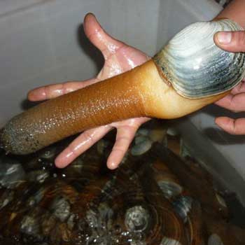 A photograph of live geoduck.