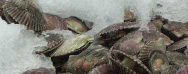 A photograph of live scallops on ice for processing.