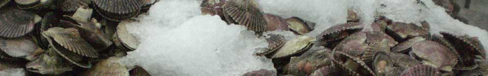A photogrpah of live scallops on ice.