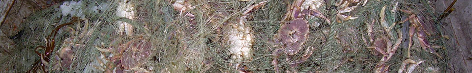 A photograph of pacific surf crab that have been captured in a net.