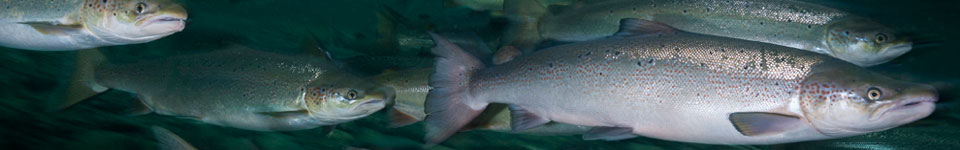 A photograph of salmon swimming in a group.