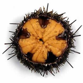 A photograph of a chilean sea urchin species loxechinus albus with the top removed showing the roe (uni) that is inside.